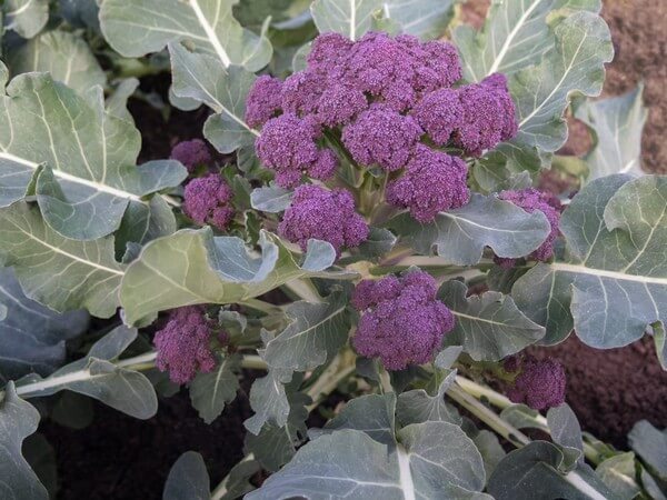 Conoce la historia de Bejo Ibérica y su brócoli morado en el blog Empresas Bandera