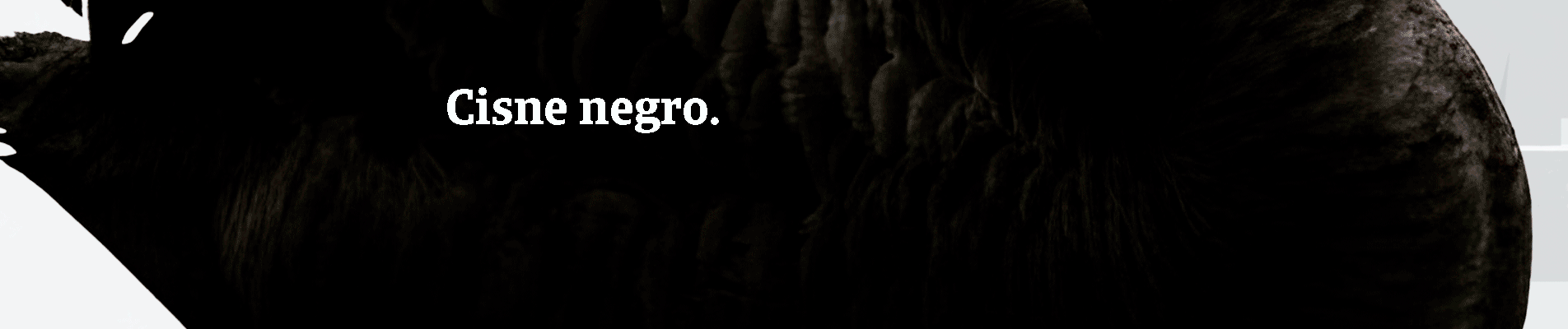 Cisne negro. Evento imprevisível de grande impacto. Como um pagamento em atraso